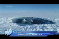 Ballenas Belugas atrapadas en el Ártico
