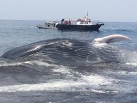 La Armada coordina con éxito el rescate de una ballena varada en playa de Iquique