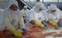 Trabajadores salmoneros en alerta por más de mil despidos en Chiloé