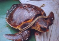 Investigadores del Instituto de Fomento Pesquero presentan sus trabajos en Simposio internacional de tortugas marinas en Perú