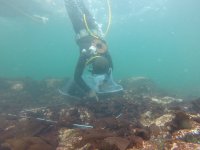 IFOP realiza proyecto que busca implementar el cultivo de algas marinas en Caleta Río Seco en Iquique