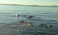 IMPERDIBLE: Salvataje de una ballena jorobada atrapada en restos de redes en las cercanías de Isla Lenox en el Cabo de Hornos.