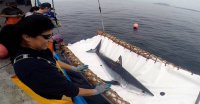 Taller de estadísticas de captura y desembarque de tiburones pelágicos