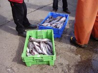 IFOP se refiere a estudio de monitoreo de la pesquería de merluza común.