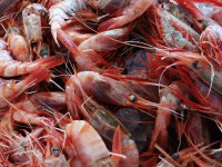 Pesquerías del camarón nailon y langostinos logran Certificación internacional MCS en prácticas sustentables