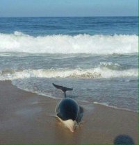 En buenas condiciones se encuentra delfín salvado por la Armada en Algarrobo