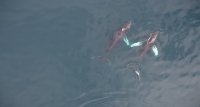 Estudios preliminares de ballenas jorobadas estarían cortejándose en Golfo del Corcovado