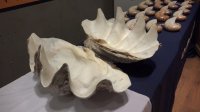 Almeja más grande del mundo y fósiles de especies protegidas fueron incautados por Aduanas y entregados al Museo de San Antonio para su protección.