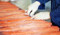 Nueva esperanza para el problemático Chile de que puede ahorrar $ 4.6 mil millones en el mercado de exportación de salmón