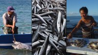 Científicos chilenos del Instituto de Fomento Pesquero, lideran una plataforma mundial de pesca y cambio climático.