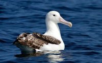 Instituto de Fomento Pesquero y ACAP celebran día mundial del albatros