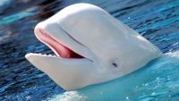 Impacto mundial por ballena de California que imita voz humana.