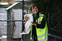 Centro de Rescate de Avifauna y Puerto San Antonio devuelven a su hábitat a cisnes coscoroba rescatados