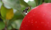 SAG confirma mosca de la fruta en Valparaíso y activa zona cuarentenada en el puerto y la ZEAL.