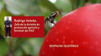 Puerto de Valparaíso se encuentra dentro del área cuarentenada por mosca de la fruta, aclara el SAG.