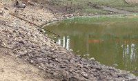 Piden al Servicio de Salud retirar miles de peces descompuestos en tranque San Juan de San Antonio