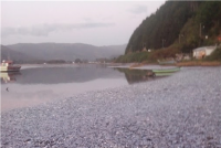 Varazón de sardinas en Queule es un fenómeno natural que debe ser analizado con criterios científicos