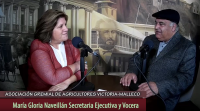 Verguenza Nacional. La indolencia del Estado para controlar el terrorismo en la Araucanía. Ex intendente Huenchumilla alentó la violencia. Hay grupos organizados que asesinan a agricultores y policias, incineran a ancianos, dejaron ciego a un joven carabinero. Son comandos que no buscan robar sino causar el terror. Queman camiones, casas y maquinaria. Hay zonas en Ercilla donde ni la policía puede entrar. ¿Mapuches rubios de ojos azules que cambian euros? La inteligencia ha fracasado rotundamente. Carabineros está de manos atadas.José Aylwin, hijo mayor del ex presidente, ideólogo de la Ley Indigena junto al historiador José Bengoa promueven un país dentro de otro. No investigaron conexiones con las FARC. ¿Por qué Cotrisa, el organismo del Gobierno que debe regular el precio del grano compra atrasado? ¿Están obligando a los agricultores a vender sus tierras? Ley indígena está llena de errores. Hay más de 15 mil personas que gozan de los beneficios de la ley indígena sin tener una gota de sangre indígena. La Presidenta visitó la zona pero no se reunió con nosotros. Llamar a armarse es un error. Nosotros también somos chilenos, no nos abandonen.