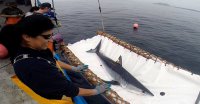 Nombran a chilena en selecto grupo internacional de estudio de tiburones