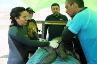 Grupo Nacional de Tortugas marinas se reunió en Arica