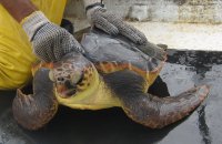 Estudio busca cambiar uso de anzuelo en pesquería del espinel para reducir captura incidental de tortugas marinas en Arica