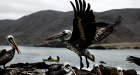 Subpesca valora proyecto que elimina el uso de bolsas plásticas de zonas costeras del país