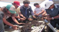 Pescadores contarán con granjas marinas demostrativas