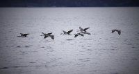 Parque marino en Cabo de Hornos integra la conservación con el desarrollo sostenible de la actividad