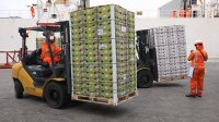 Viento en popa avanza la temporada de frutas en Terminal Pacífico Sur Valparaíso, consolidado como líder en este tipo de transferencias en el país.