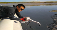 Puerto Bahía Blanca: rescate de fauna marina en situación de riesgo