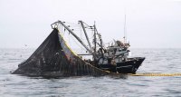 Perú: Derechos de pesca solo representan el 27% de aportes que realiza industria pesquera al Estado