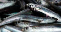 Perú: Precisiones en torno a la Ley de Cuotas de Pesca
