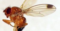 Propagación de “mosca de alas manchadas” en Chile amenaza la producción de frutas y berries