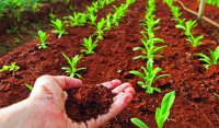 OCDE y FAO pronostican aumento del 17% en la producción agrícola y pesquera de América Latina y el Caribe al 2027