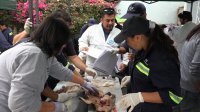 Expertos del IFOP de todo el país se reúnen en San Antonio para estudiar a tiburones, rayas y quimeras.