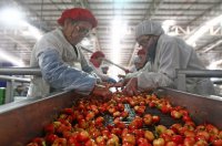 Exportaciones frutícolas de Chile disminuyen 17% en valor durante primer trimestre del año