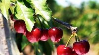 Año Nuevo Chino tiene a cerezas chilenas como protagonistas