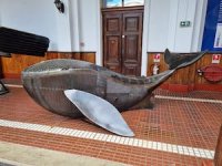 Ballena Luzmarina llega al Museo Marítimo Nacional