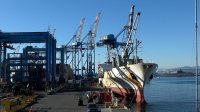 Destacada temporada de "Fruta de Invierno" en Terminal Pacifico Sur Valparaíso, TPS.