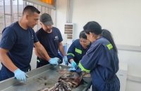 Inédito proyecto de marcaje de jibia, lidera IFOP y proyecto GEF Humboldt II, en la Región de Coquimbo