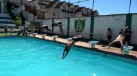 Deportivo Playa Ancha moderniza los partidores de salto de su piscina, gracias a Fondos Concursables TPS 2025. Deportivo Playa Ancha moderniza los partidores de salto de su piscina, gracias a Fondos Concursables TPS 2025.