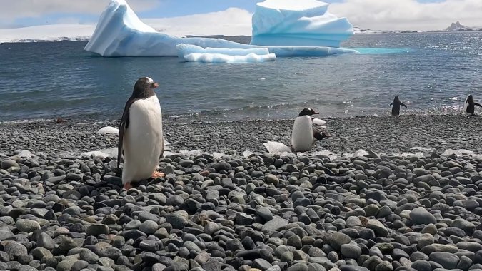 El 25 de abril se celebró el Día Mundial de los Pingüinos.