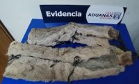 Encuentran dos pieles de pumas al interior de un auto en paso fronterizo Monte Aymond de Magallanes
