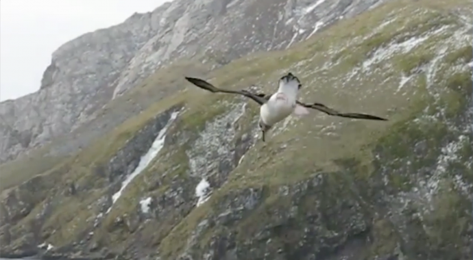 Crónica de Albatroslandia, la ecorregión subantártica, reino del viento y de los albatros